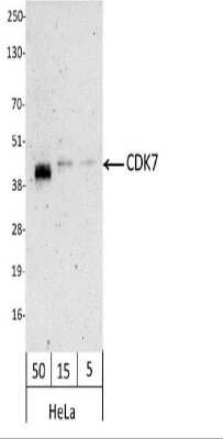 Western Blot: Cdk7 Antibody [Biotin] [NBP1-71799] - Whole cell  lysate from HeLa (50, 15, and 5 ug).  Antibody used at 1.0 ug/ml. Detection: Streptavidin-HRP and chemiluminescence with an exposure time of 3 minutes.